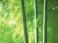 为什么竹子扇骨使用最广泛？